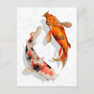 Koi Fish Postcard