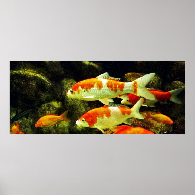 koi Fish Poster (Front)