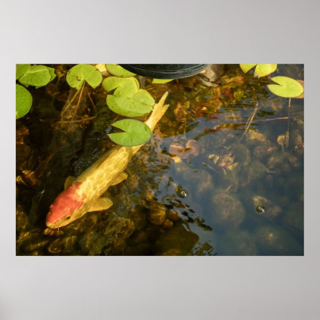 Koi Fish Poster (Front)