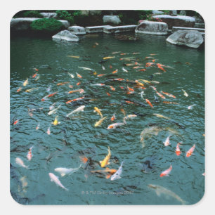 Koi in a Pond Square Sticker