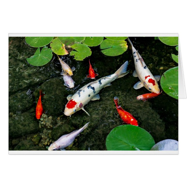 Koi Pond (Front Horizontal)