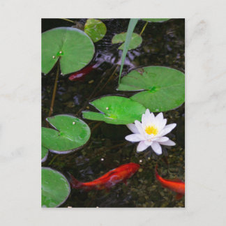 Koi Pond Postcard