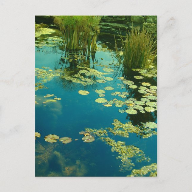 Koi Pond Postcard (Front)
