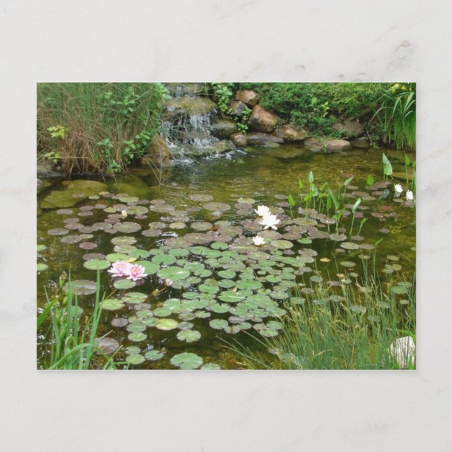 Koi Pond Postcard (Front)