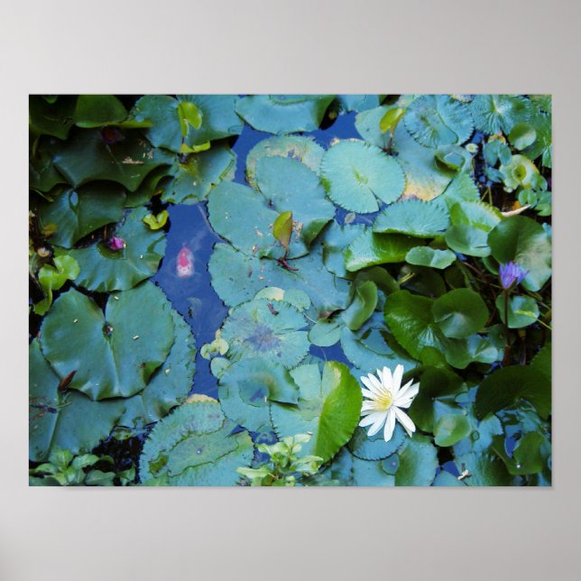 Koi Pond Poster (Front)