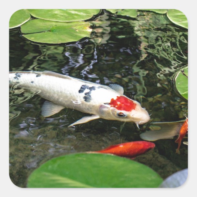 Koi Pond Square Sticker (Front)