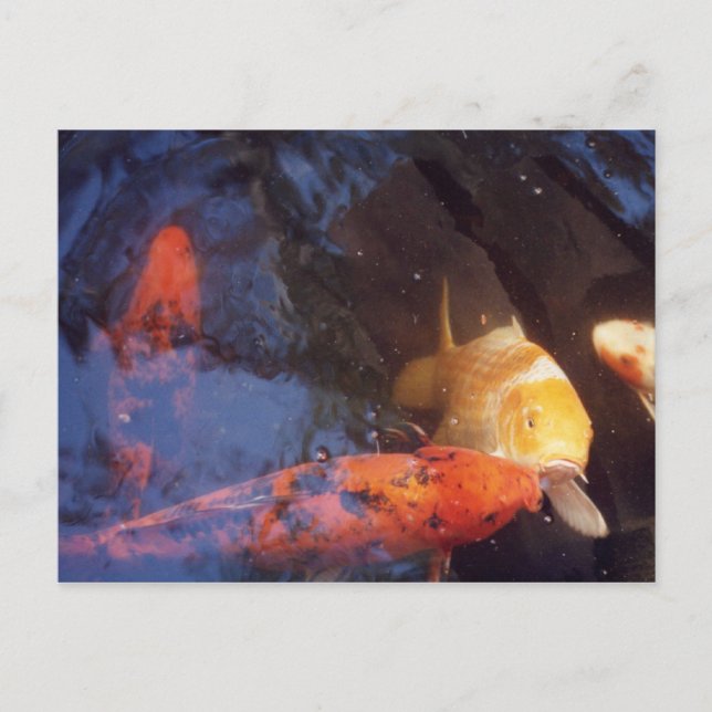 Koi Postcard (Front)