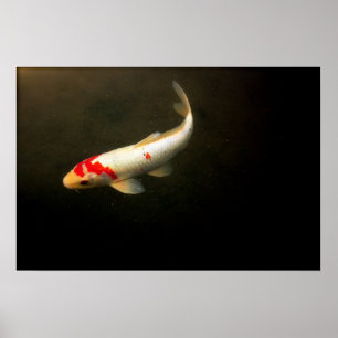 Koi Poster