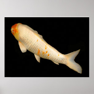 Koi Poster