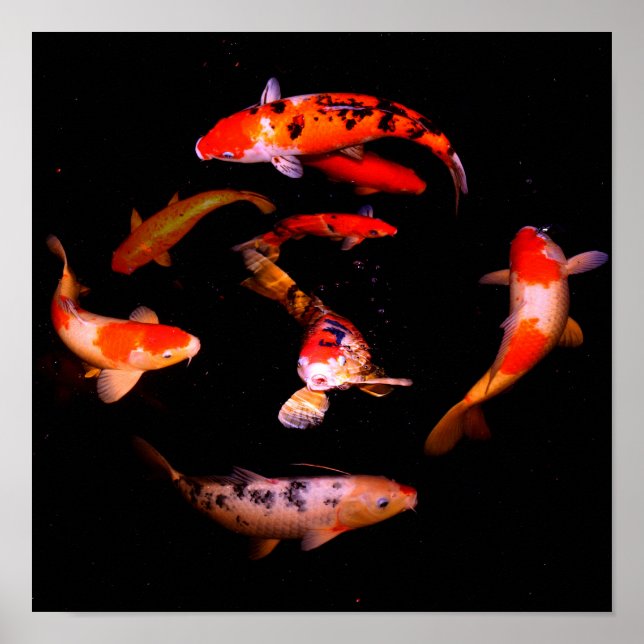 Koi Poster (Front)