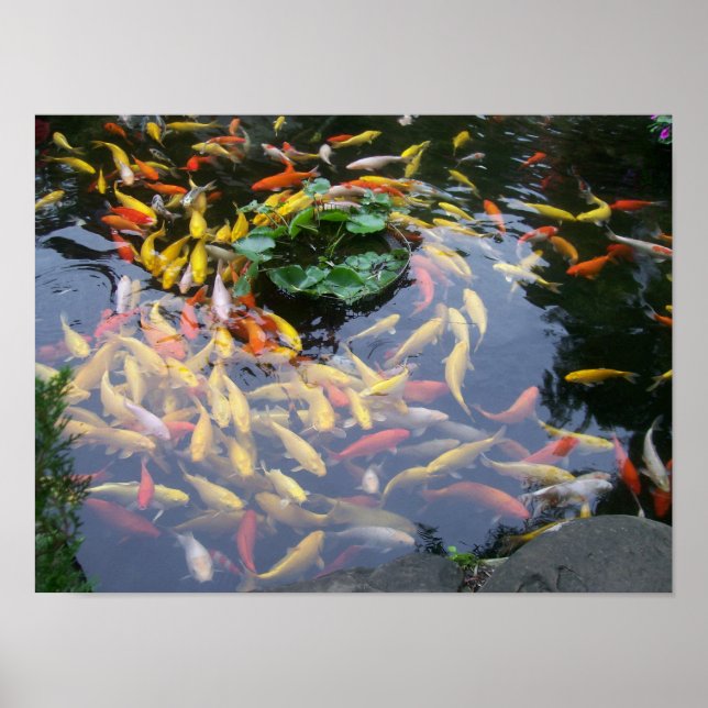 Koi Splendour Poster (Front)