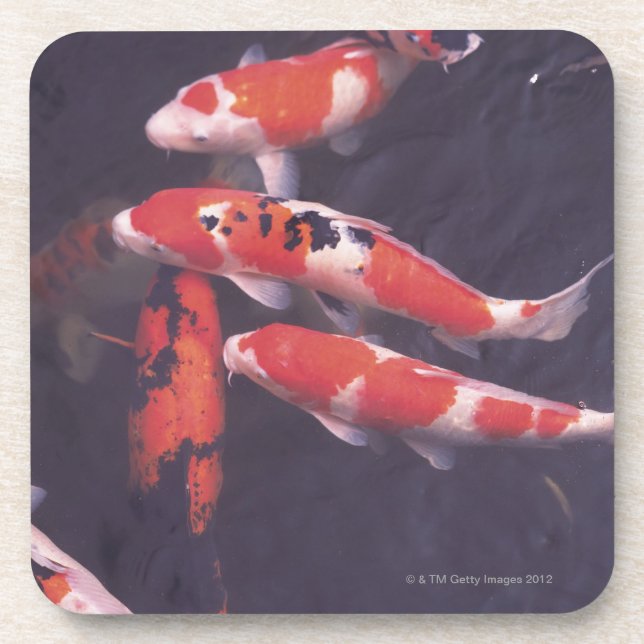 Koi swimming in pool coaster (Front)