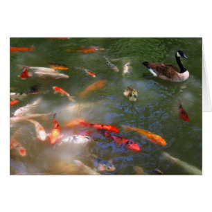 Koi with Canada Geese