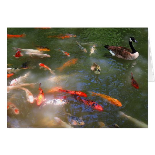 Koi with Canada Geese Card