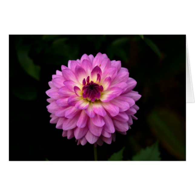 Koinonia   "Fellowship On The Path" (Front Horizontal)