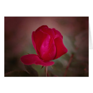 Koinonia   "Fellowship On The Path"