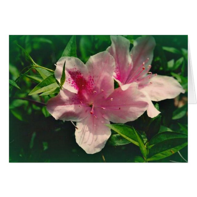 Koinonia   "Fellowship On The Path" (Front Horizontal)