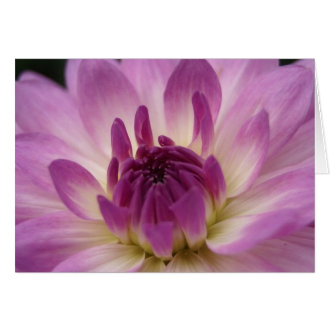 Koinonia   "Fellowship On The Path" (Front Horizontal)