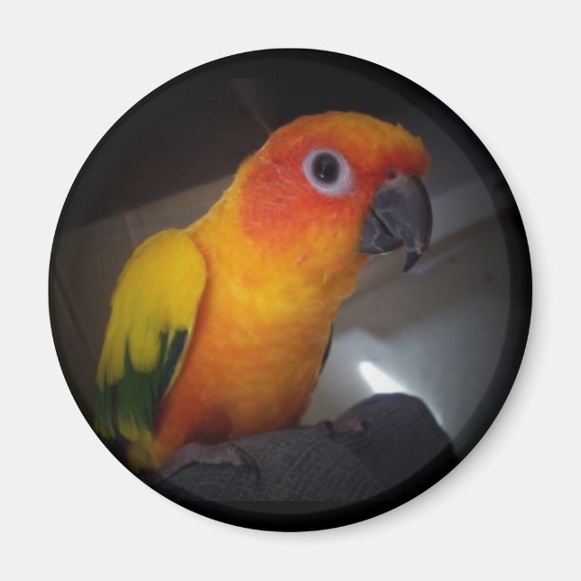 kojo the sun conure - Customised Magnet (Front)