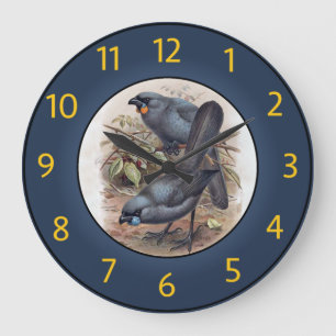Kōkako Callaeas Wilsoni, Kōkako Callaeas Cinereus~ Large Clock