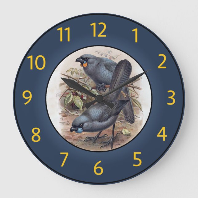 Kōkako Callaeas Wilsoni, Kōkako Callaeas Cinereus~ Large Clock (Front)