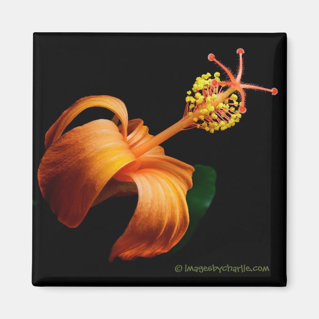 Kokio Native Hawaiian Hibiscus Flower Magnet (Front)