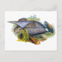 Koklass Pheasant