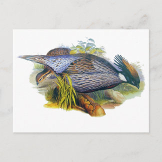 Koklass Pheasant Postcard