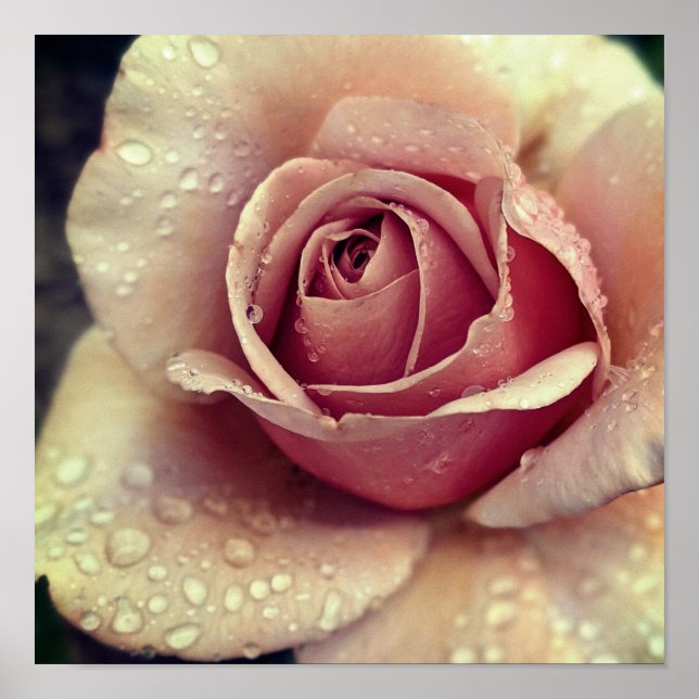 Koko Loco Rose Flower Poster (Front)