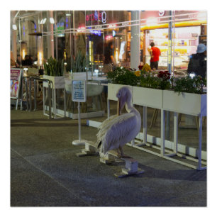 Koko the pelican at Paphos Harbour, Cyprus Poster