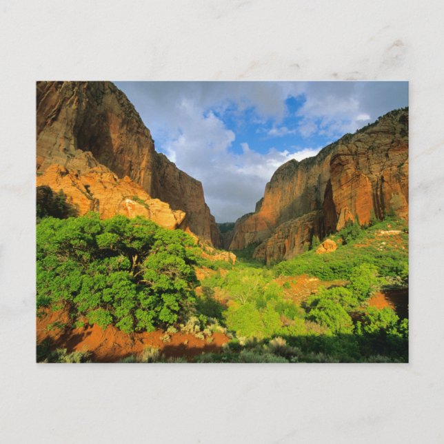 Kolob Canyon at Zion Canyon in Zion National Postcard (Front)