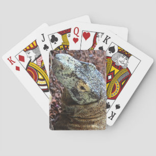 Komodo Dragon Cards