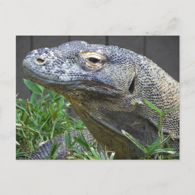 Komodo Dragon Close Up Postcard (Front)
