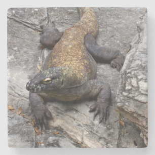 Komodo Dragon on Sunlit Rock Stone Coaster