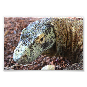 Komodo Dragon Photo Print