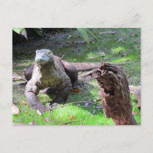 Komodo Dragon Postcard