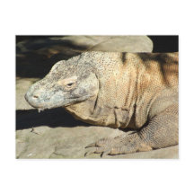 Komodo Dragon Postcard