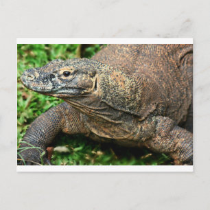 Komodo Dragon Postcard