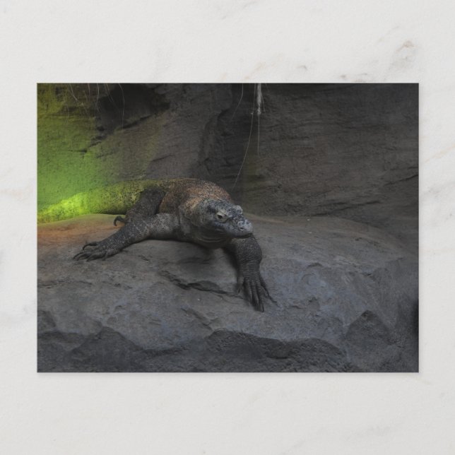 Komodo Dragon Postcard (Front)