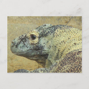 Komodo Dragon Postcard