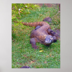 Komodo Dragon Poster
