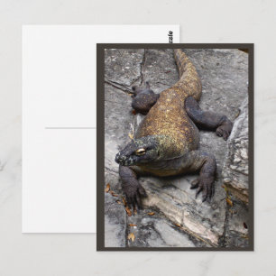 Komodo Dragon Rocky Scene Postcard