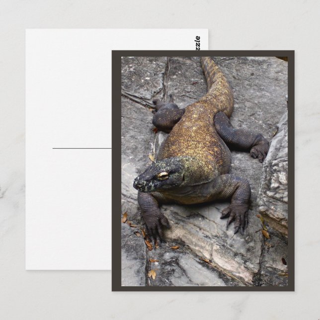 Komodo Dragon Rocky Scene Postcard (Front/Back)