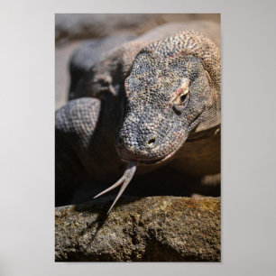 Komodo dragon showing its forked tongue Poster