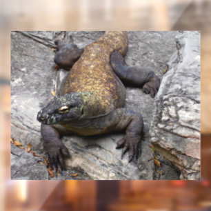 Komodo Dragon Sunlit Rock Scene Window Cling