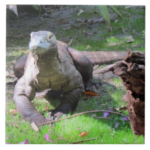 Komodo Dragon Tile