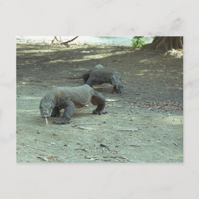 Komodo Dragons Postcard (Front)