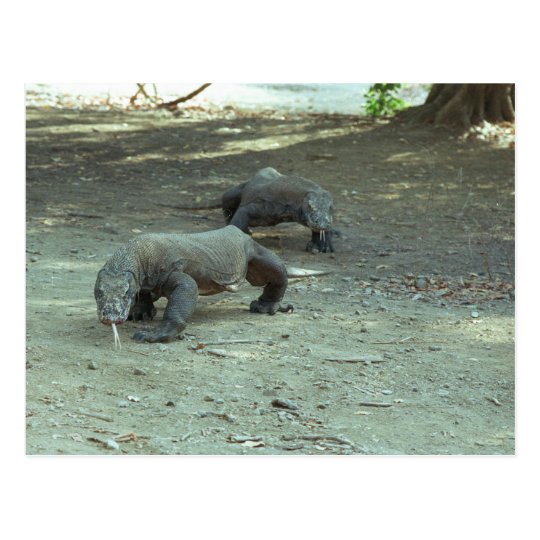 Komodo Dragons Postcard