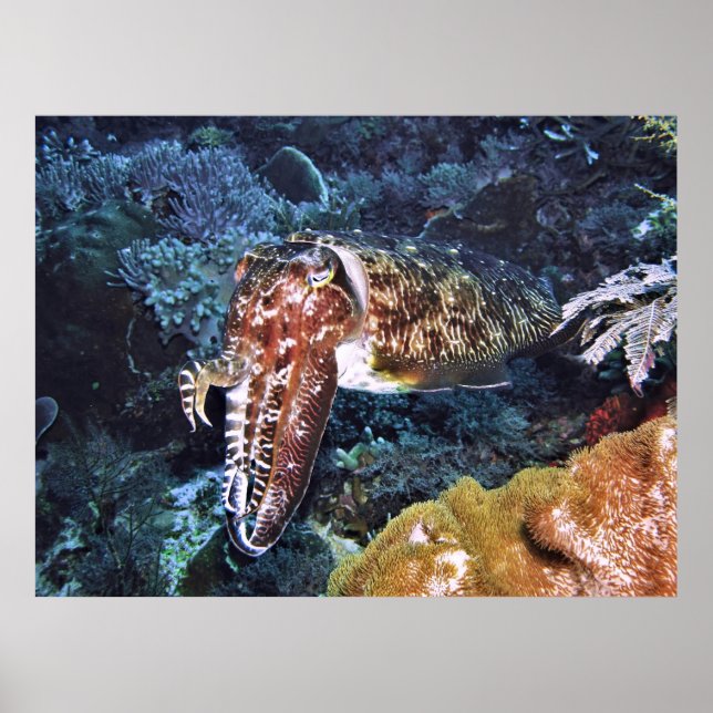Komodo Kuttlefish Poster (Front)