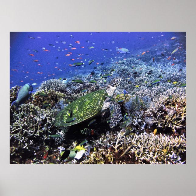 Komodo Reef Poster (Front)